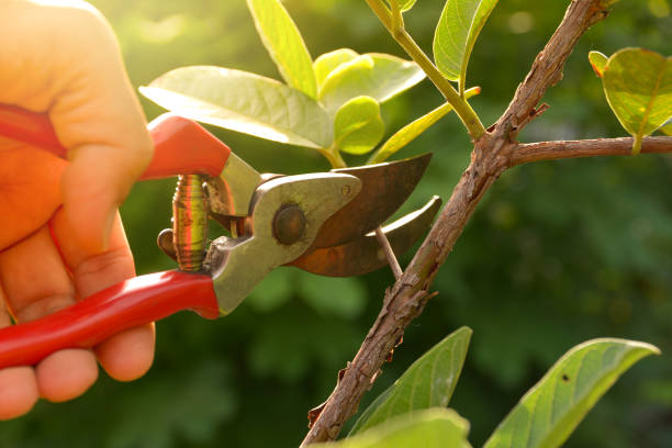 Best Tree and Shrub Care  in USA